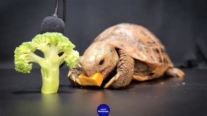 Listen to a small tortoise eating berries, pumpkin, and broccoli